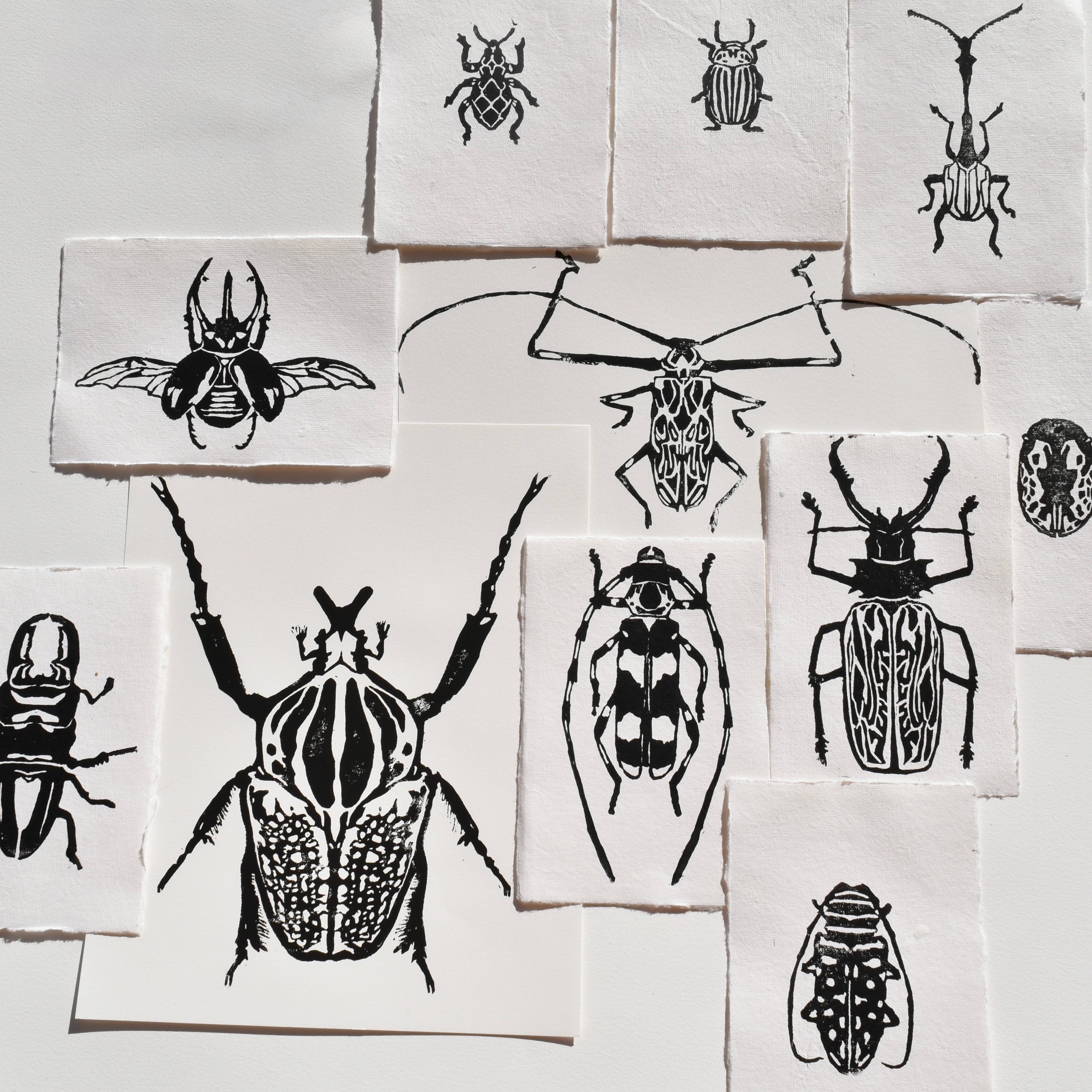Multiple Black and white beetle prints 